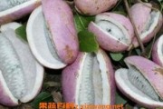 桑植免费吃八月瓜,免费畅享八月瓜美味时光