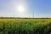 爆料半亩花田视频下载安装,视频下载安装教程大公开