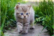 娱乐吃瓜小猫咪微博,揭秘娱乐圈幕后故事