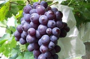 娱乐吃瓜酱葡萄娱乐